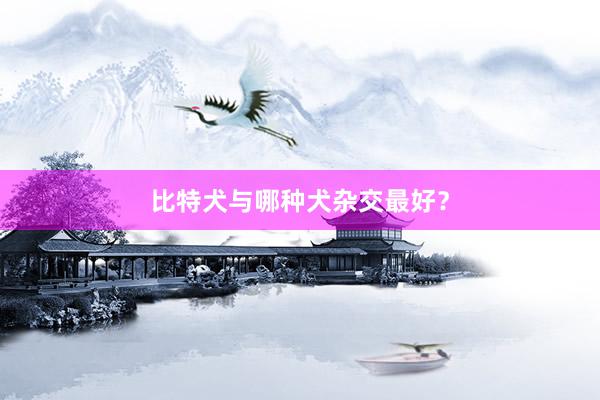比特犬与哪种犬杂交最好？